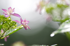 梅雨の晴れ間に２