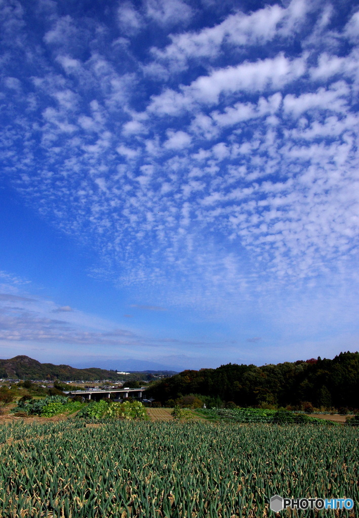 下仁田葱と秋の空