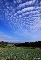 下仁田葱と秋の空