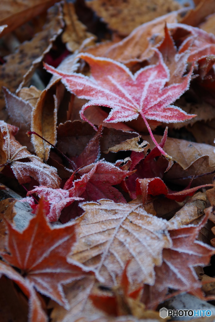 霜紅葉
