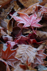 霜紅葉