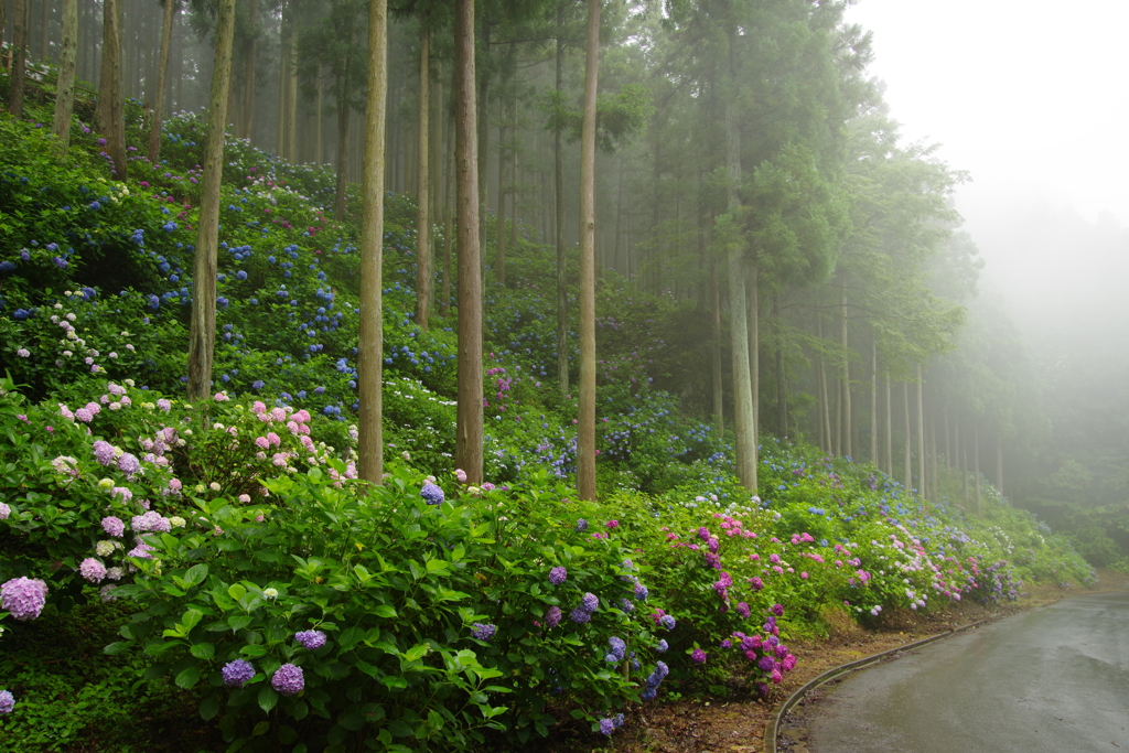 霧の紫陽花
