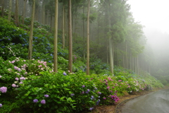 霧の紫陽花
