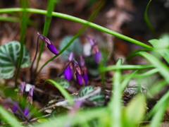 庭の花２
