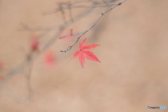 一葉