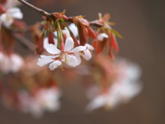 山桜