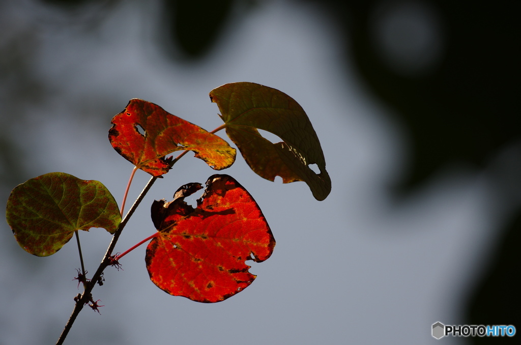 紅色に染まる２