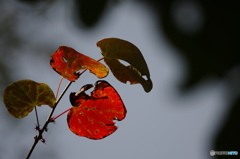 紅色に染まる２