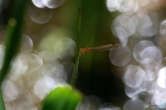 キラキラ