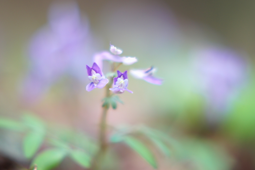 ヤマエンゴサク