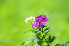露の紫陽花