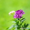 露の紫陽花