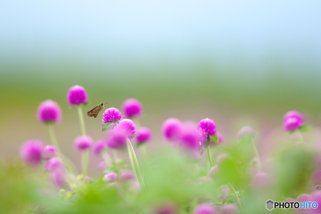 お花に誘われて２