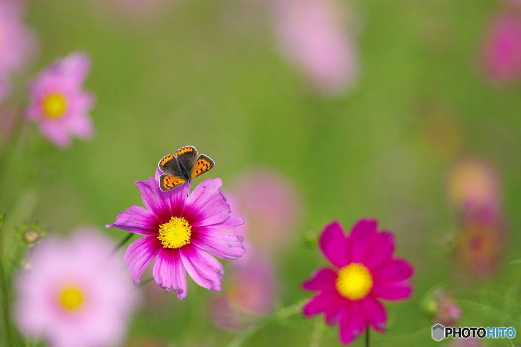 いっしょに咲いた♪