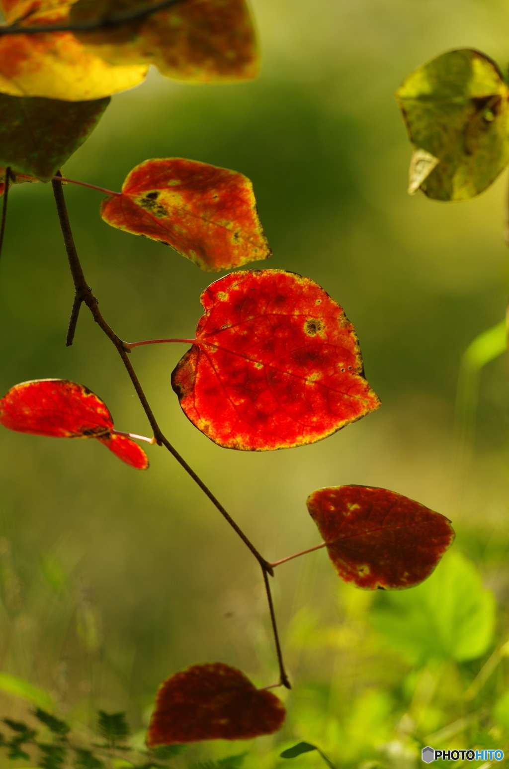 紅色に染まる