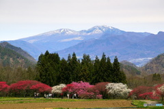 花桃の里