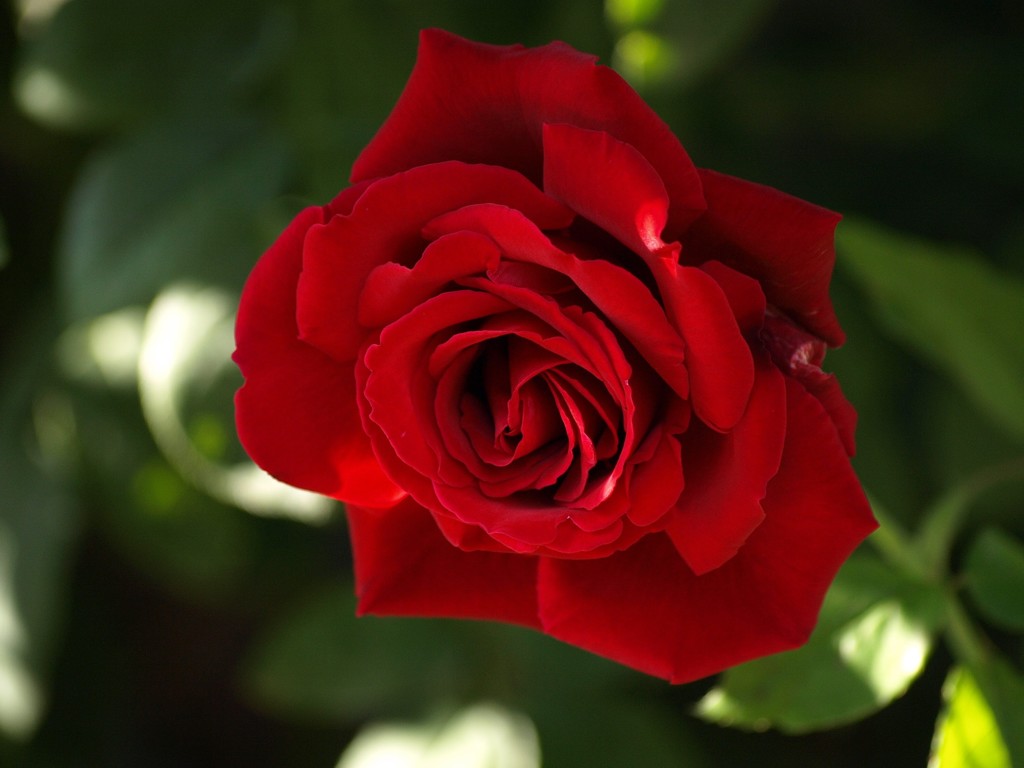 薔薇