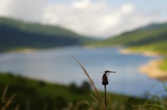 秋の気配