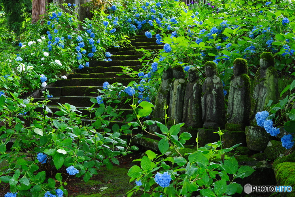 梅雨花に包まれて