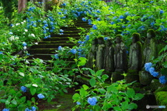 梅雨花に包まれて