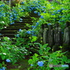 梅雨花に包まれて