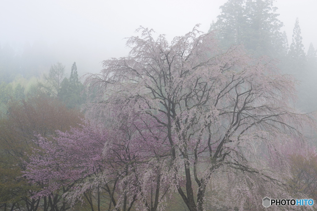 朝霧に包まれて