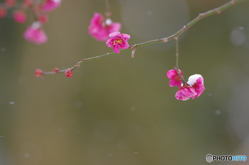 雪の華２