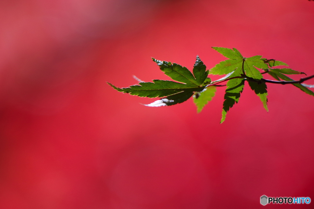 紅葉谷８
