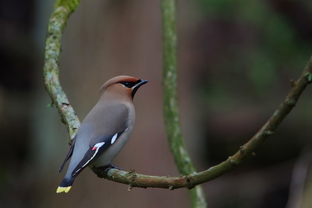 ブランコキレンジャク