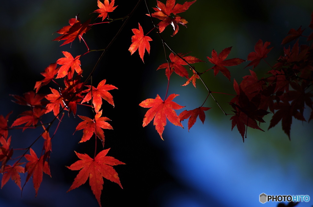 紅光