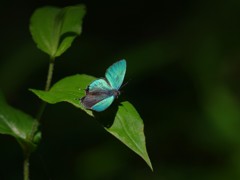 輝き５