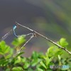 ホソミオツネントンボ