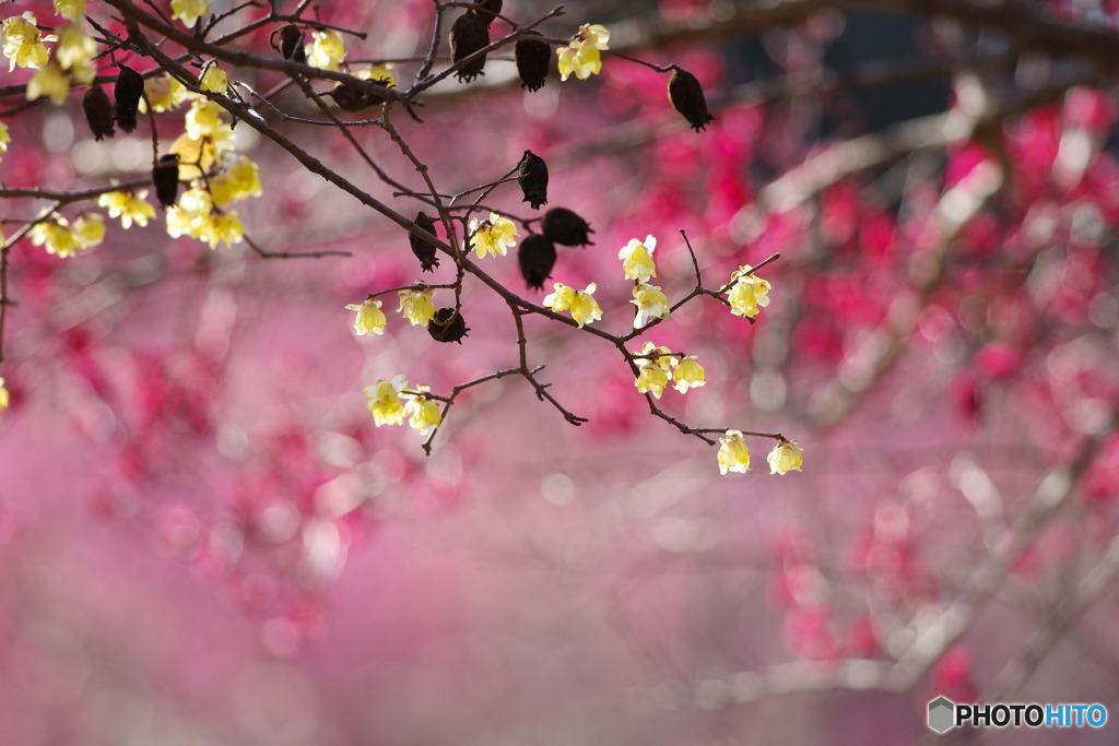 花の宴