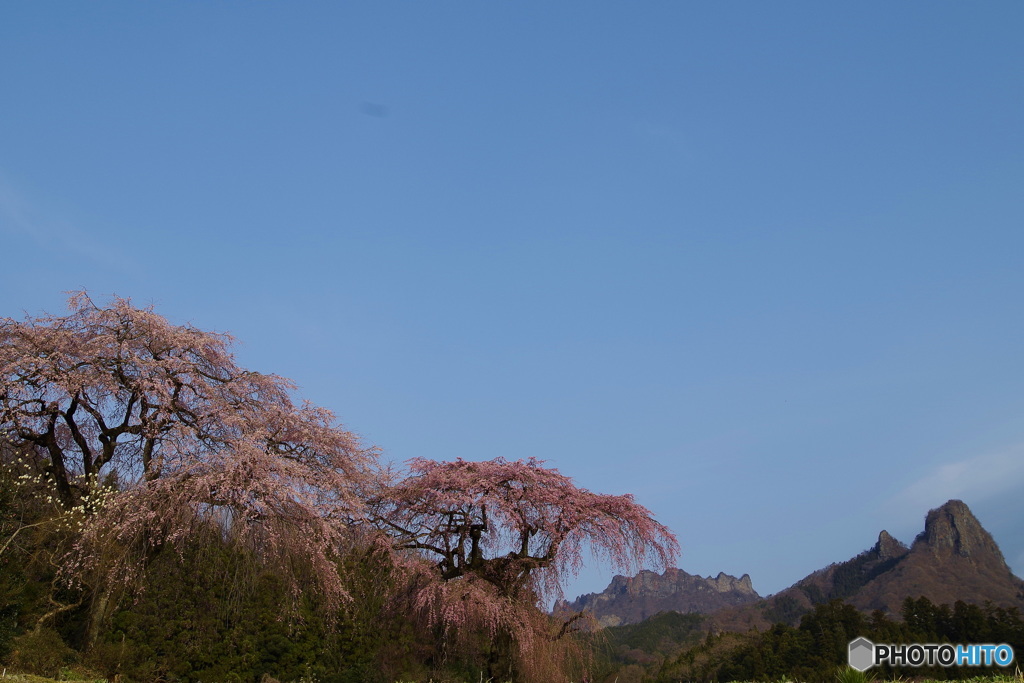 山と桜