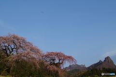 山と桜