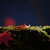 紅葉1