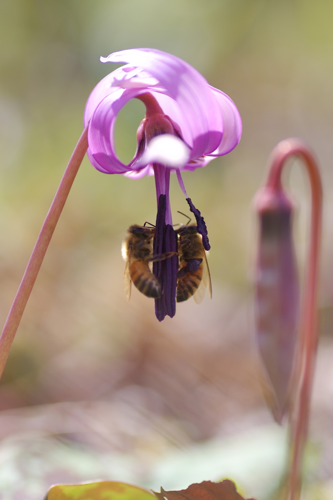 蜜談