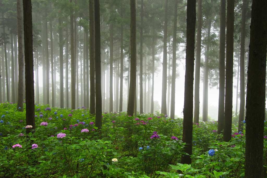 霧の中の紫陽花１０