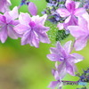 梅雨紫陽花