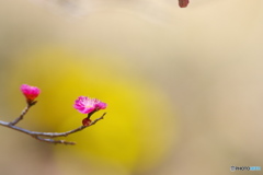 福寿草祭り２