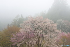 朝霧に包まれて２