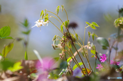 花は野のまま７