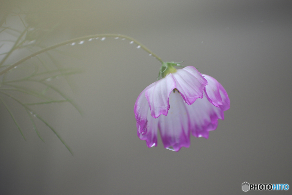 雨に濡れて
