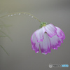 雨に濡れて
