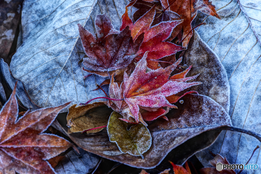 霜紅葉