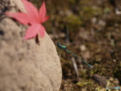もみじ狩り