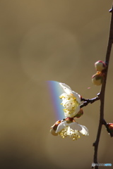 虹