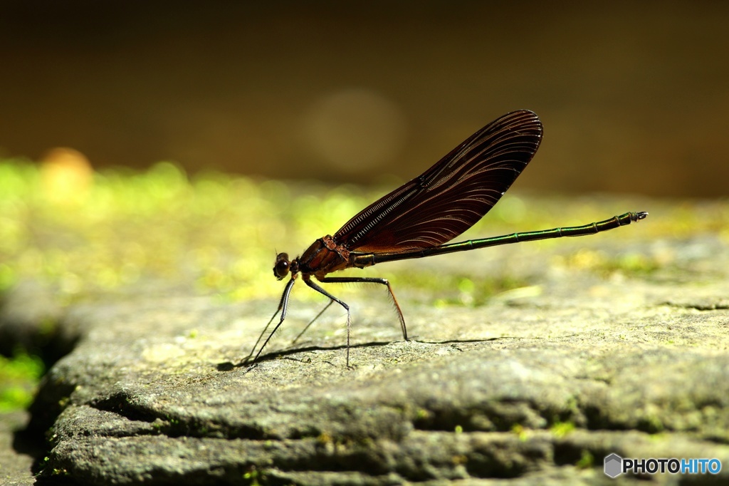 ミヤマカワトンボ