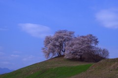 お花見