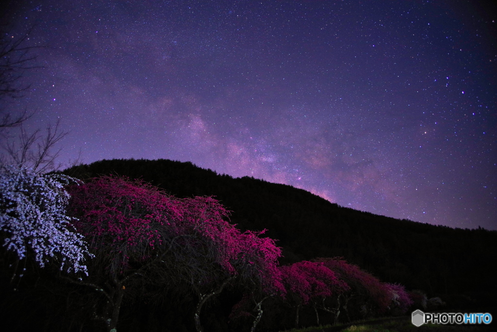 花桃の里４